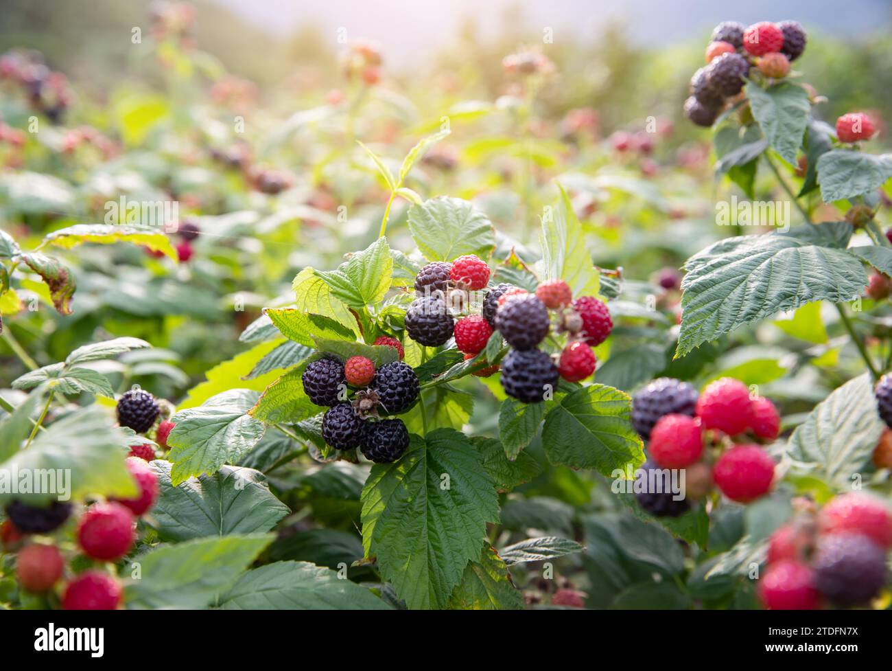 Ripe raspberries are on the black berry tree Stock Photo - Alamy
