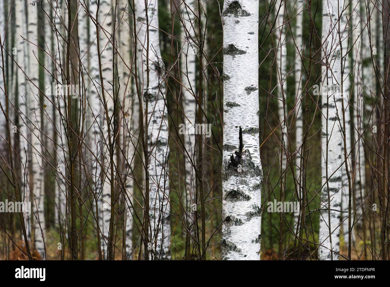 Birch tree trunks in autumn forest, close up. Stock Photo