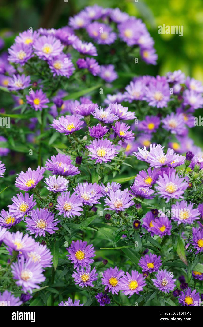 Michaelmas Tall Michaelmas Daisies – How to grow the beautiful small-flowered ...