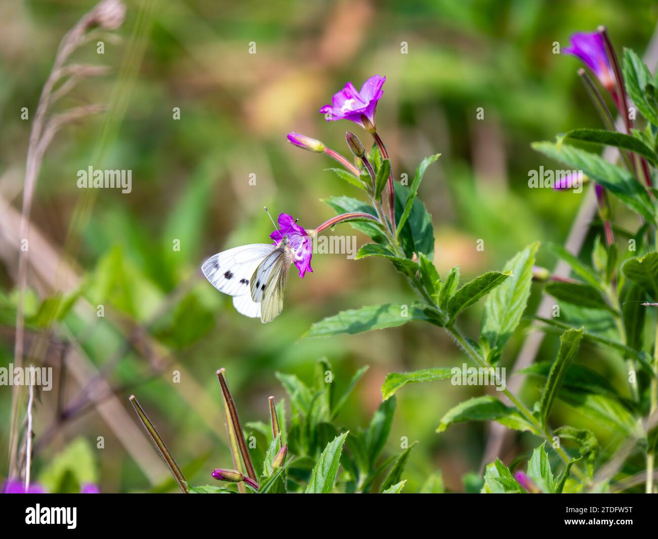 Green-veined White Butterfly Feeding. Side view. Stock Photo