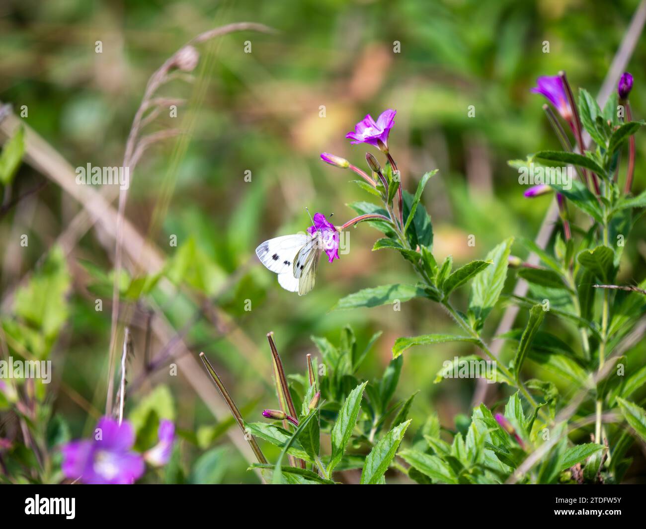 Green-veined White Butterfly Feeding. Side view. Stock Photo