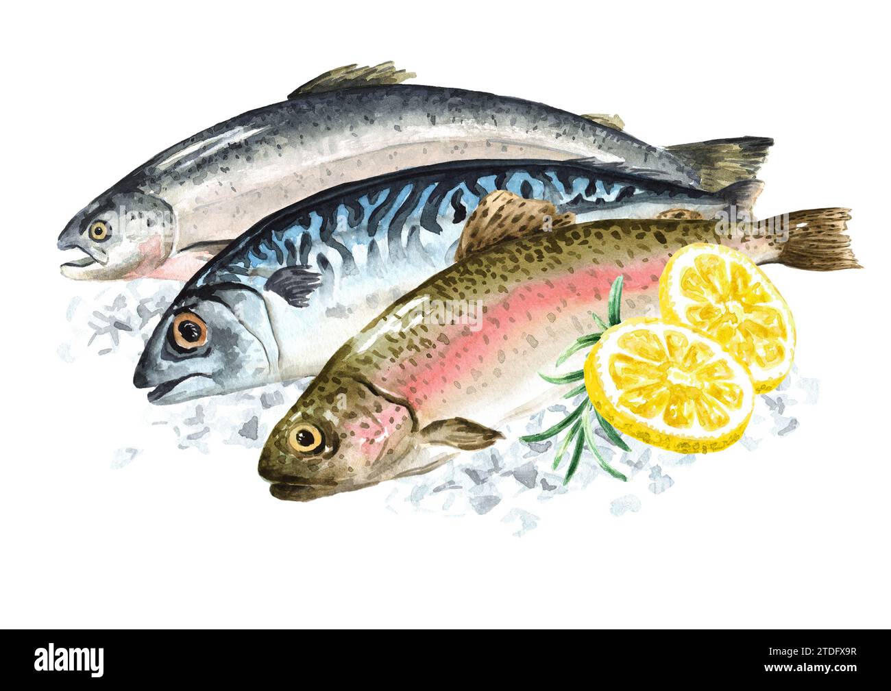 Fresh raw fish on the ice. Seafood concept Hand drawn watercolor ...