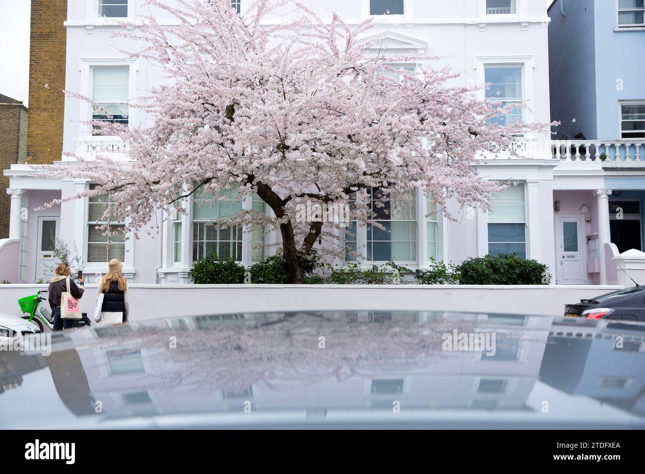 Blooming flowers are seen in London. Stock Photo