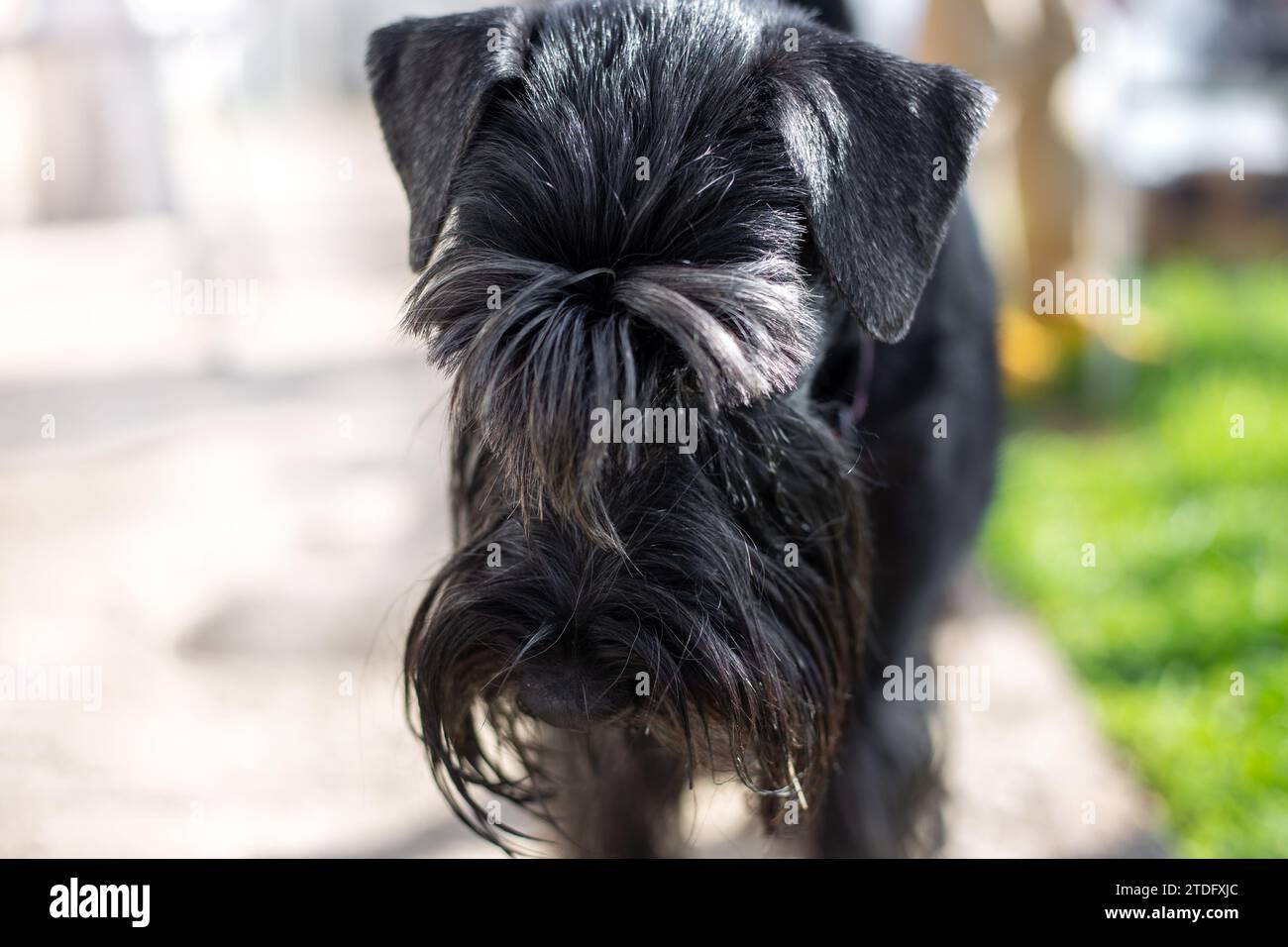Black shaggy dog with long bangs covering his eyes, Giant Schnauzer