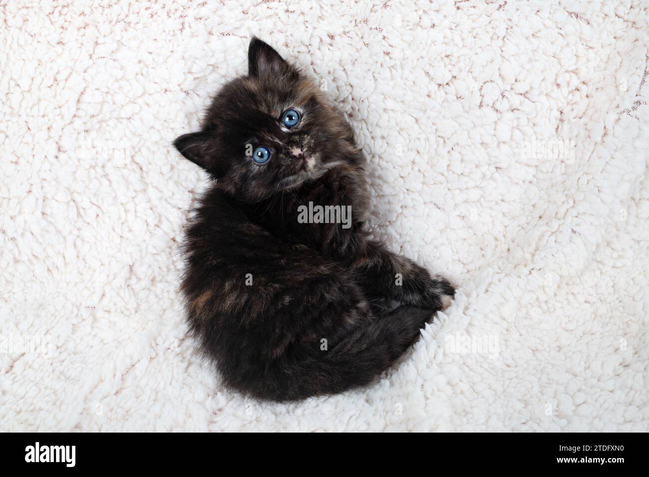 Tiny tortoiseshell kitten looking up on fluffy sheet. Stock Photo