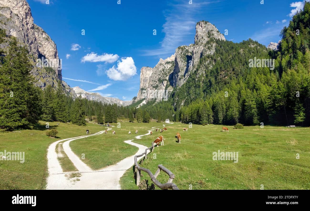 Entrance of beautiful Vallunga valley Langental in Val Gardena with curved path along green meadows and grazing cows against blue sky Stock Photo