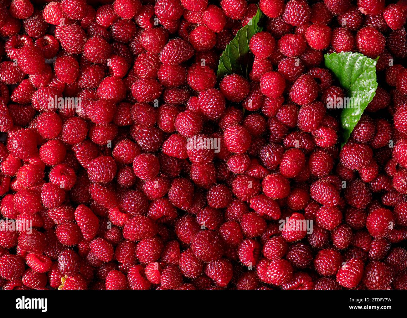 Top view image of raspberry group Stock Photo Alamy