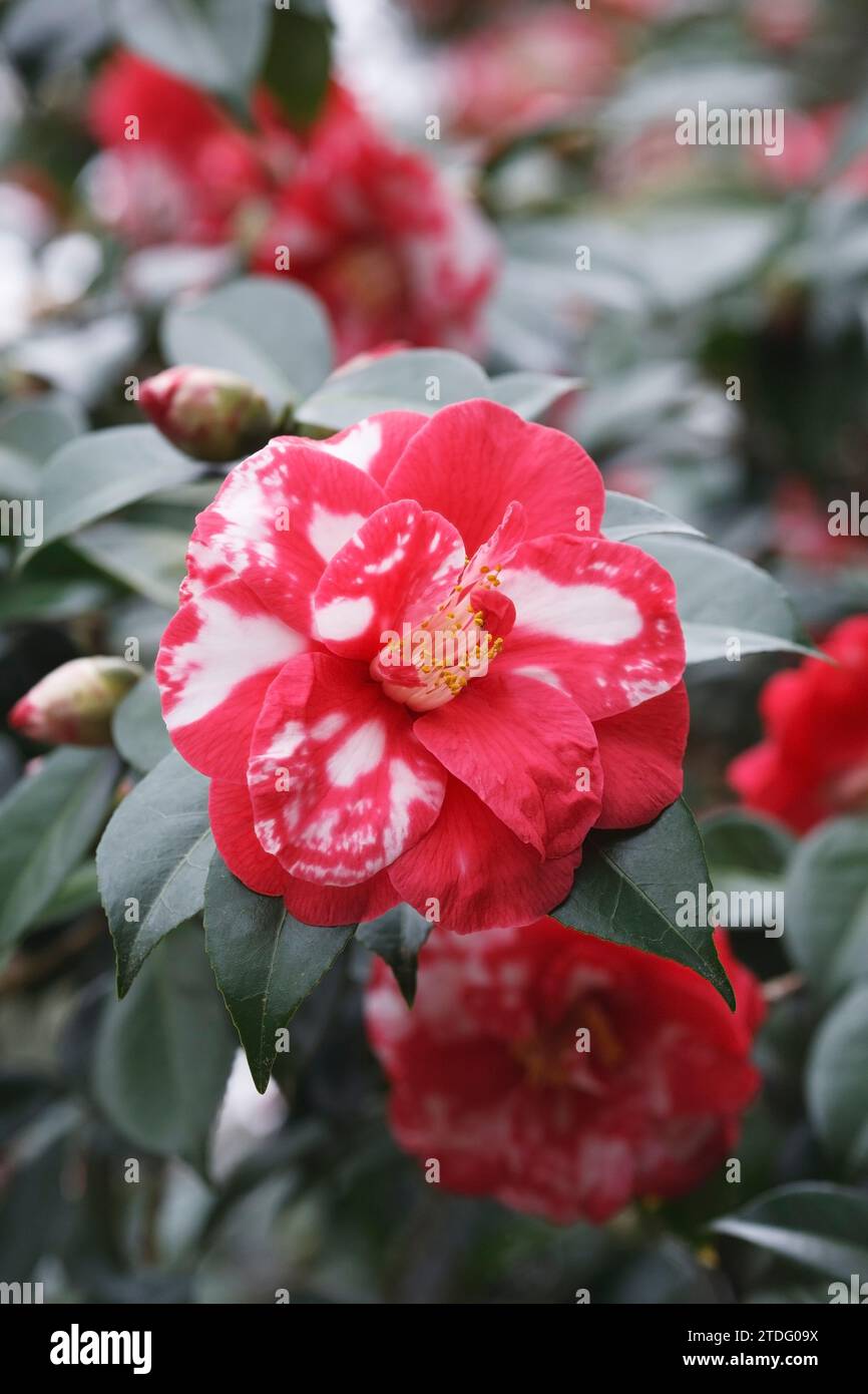Camellia japonica 'Masayoshi' flowers. Stock Photo