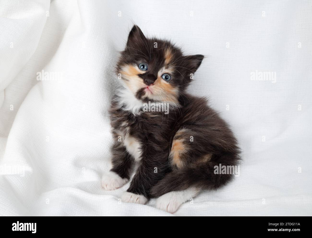 Small tortoiseshell kitten sits against a white sheet background. Stock Photo