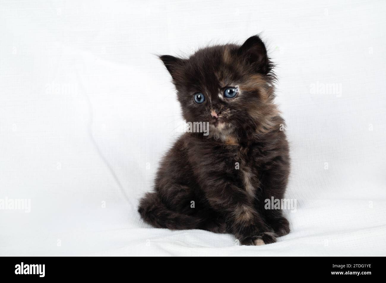 A curious kitten. Cute tortoiseshell kitten sits against a white sheet background. Stock Photo
