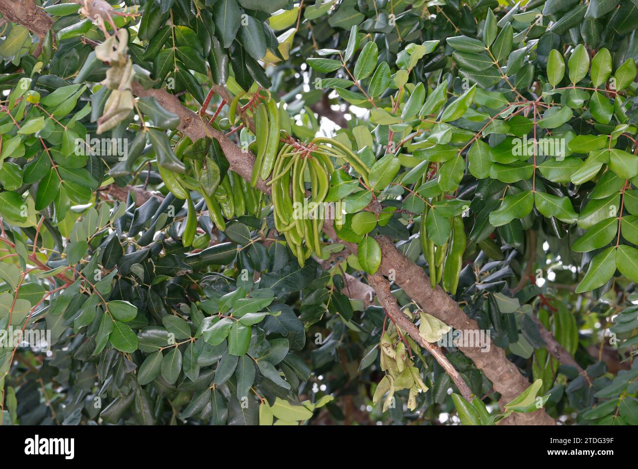 Johannisbrotbaum, Johannis-Brotbaum, unreife Früchte Ceratonia siliqua, Carob, St John´s Bread, fruit, Caroubier Stock Photo