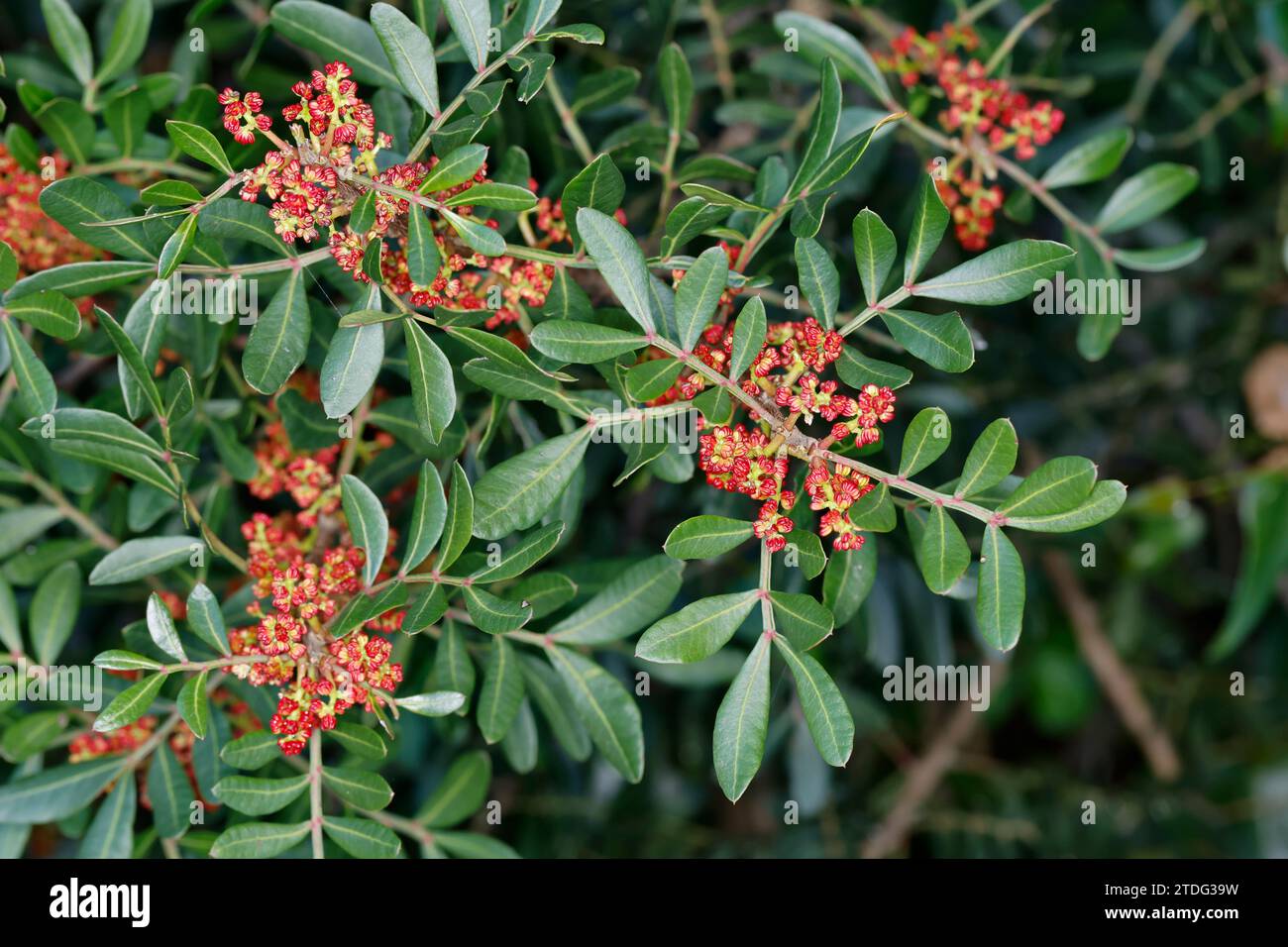 Mastix-Strauch, Blüten, Blüte, blühend, Mastixstrauch, Gewöhnlicher Mastixstrauch, Mastix, Wilde Pistazie, Pistacia lentiscus, Terebinthus lentiscus, Stock Photo