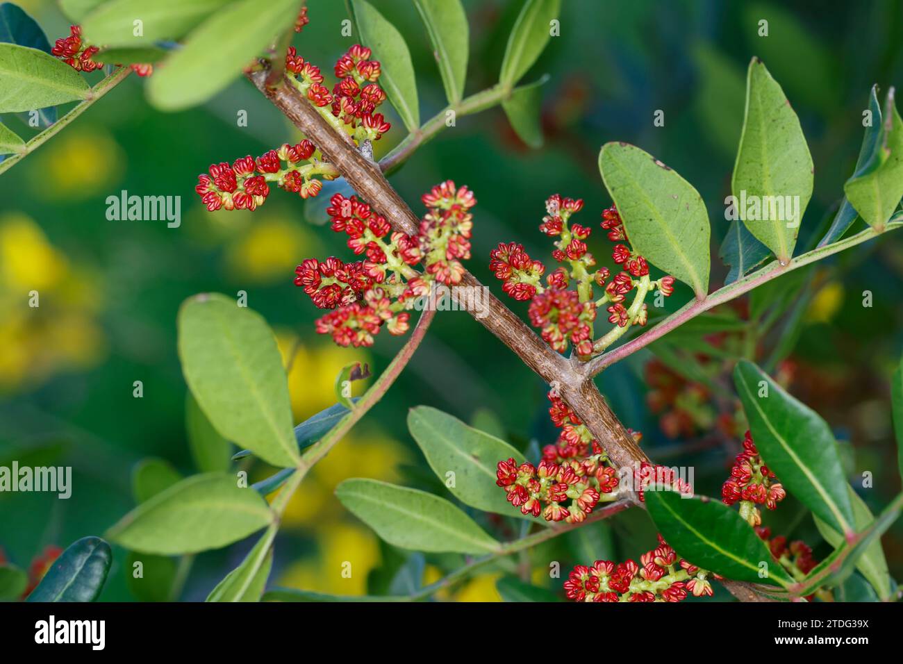 Mastix-Strauch, Blüten, Blüte, blühend, Mastixstrauch, Gewöhnlicher Mastixstrauch, Mastix, Wilde Pistazie, Pistacia lentiscus, Terebinthus lentiscus, Stock Photo