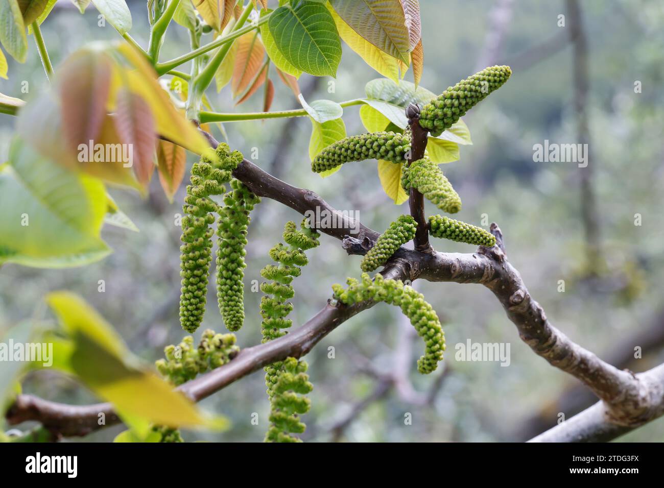 Walnuss, Walnuß, Männlicher Blütenstand, männliche Blüte, Blüte, Blüten ... Walnuss, Walnuß, Männlicher Blütenstand, männliche Blüte, Blüte, Blüten ...