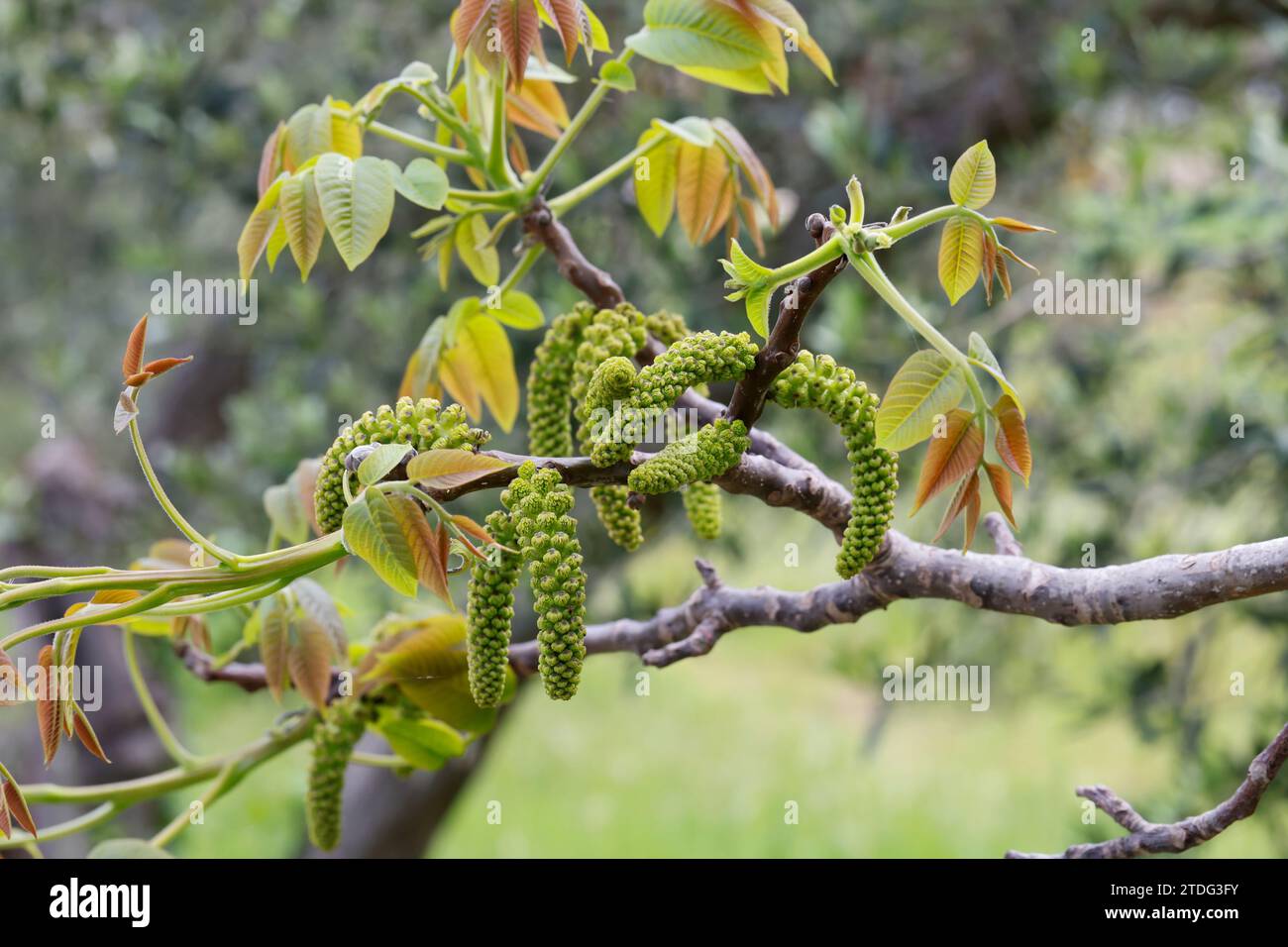 Walnuss, Walnuß, Männlicher Blütenstand, männliche Blüte, Blüte, Blüten ... Walnuss, Walnuß, Männlicher Blütenstand, männliche Blüte, Blüte, Blüten ...