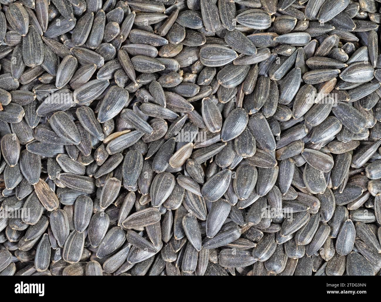 Sunflower seeds in a close-up Stock Photo