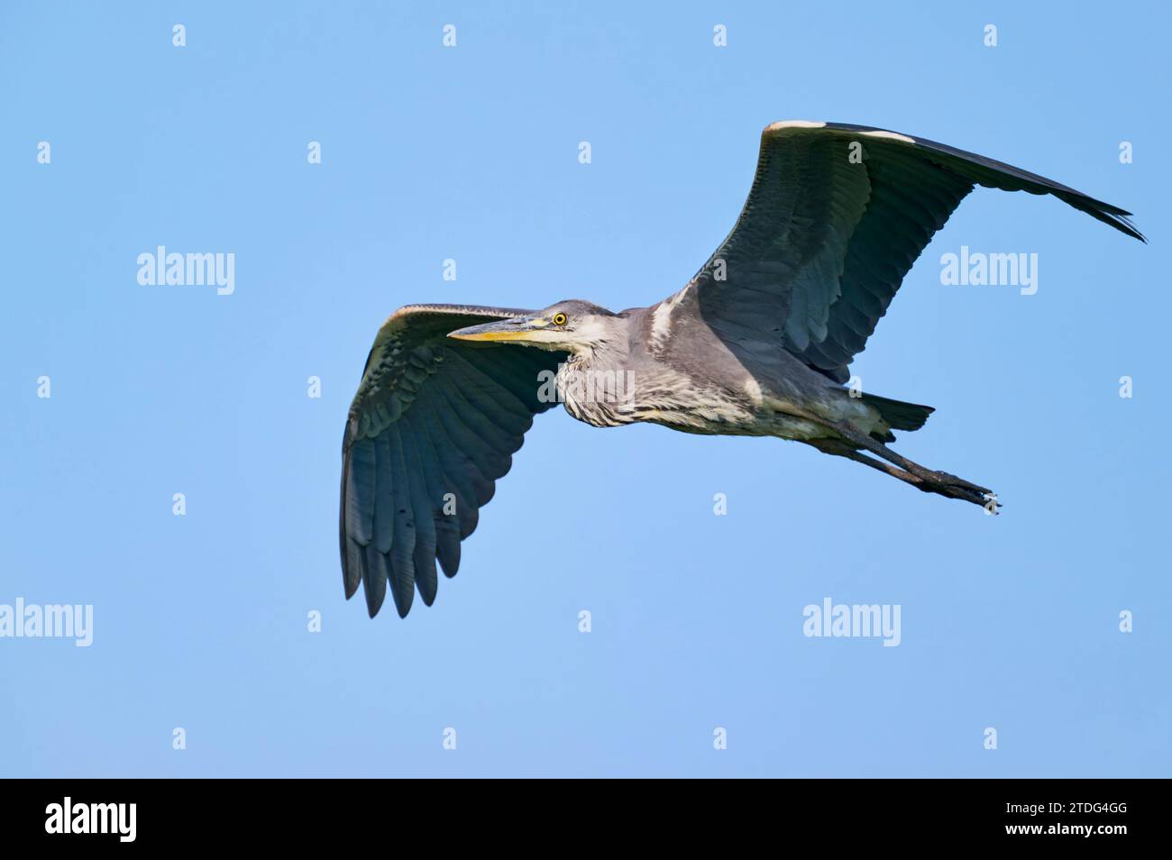 Graureiher, Ardea cinerea, grey heron Stock Photo