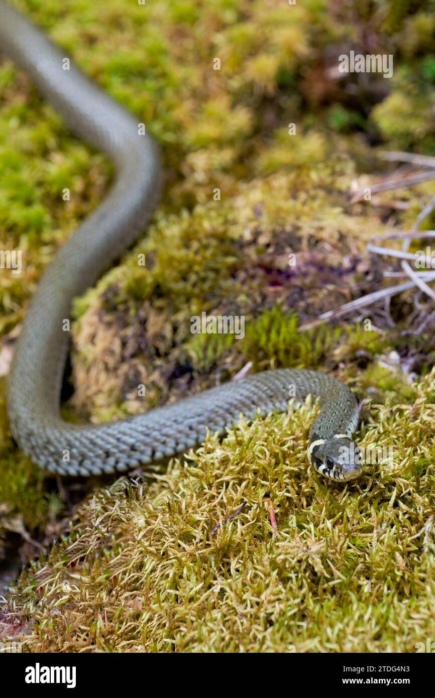 Ringelnatter, Natrix natrix,Grass Snake Stock Photo