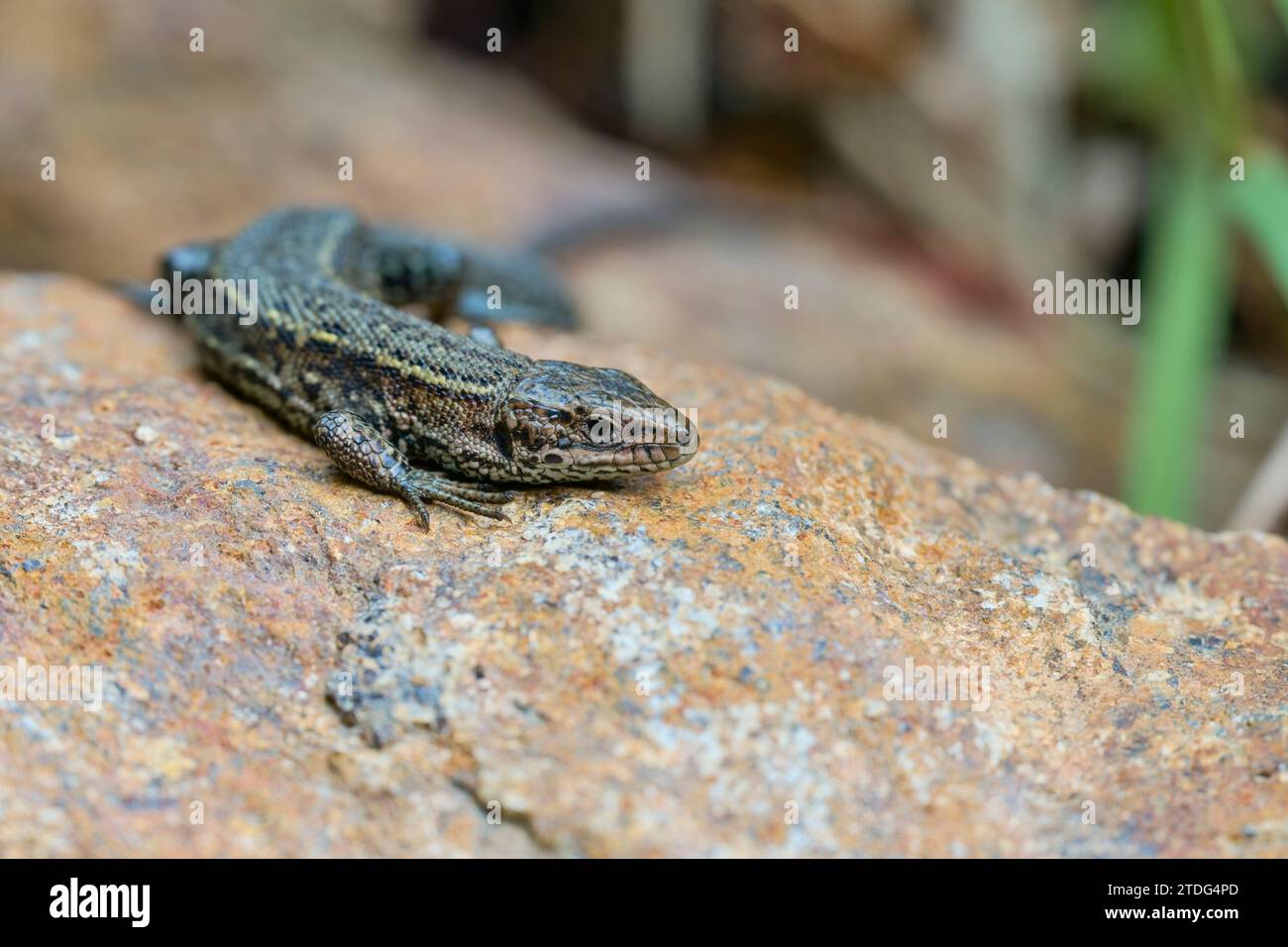 Waldeidechse,Zootoca vivipara,Common Lizard Stock Photo