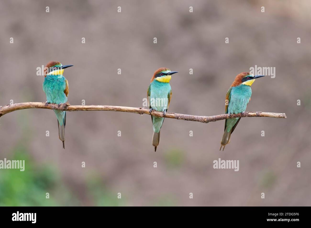 Bienenfresser, European bee eater, Merops apiaster Stock Photo