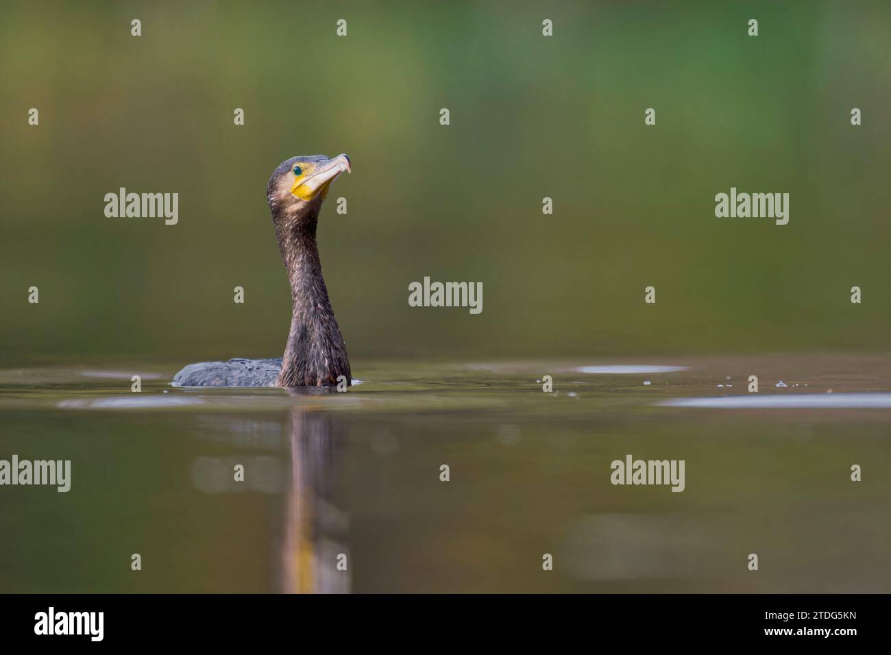 Kormoran, Phalacrocorax carbo, Great Black Cormorant Stock Photo