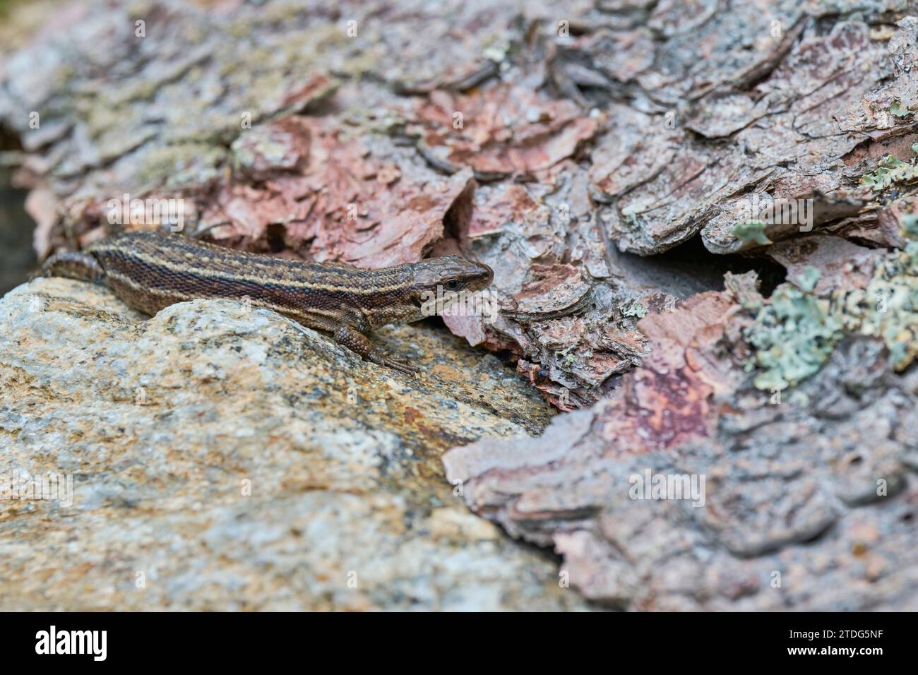 Waldeidechse,Zootoca vivipara,Common Lizard Stock Photo