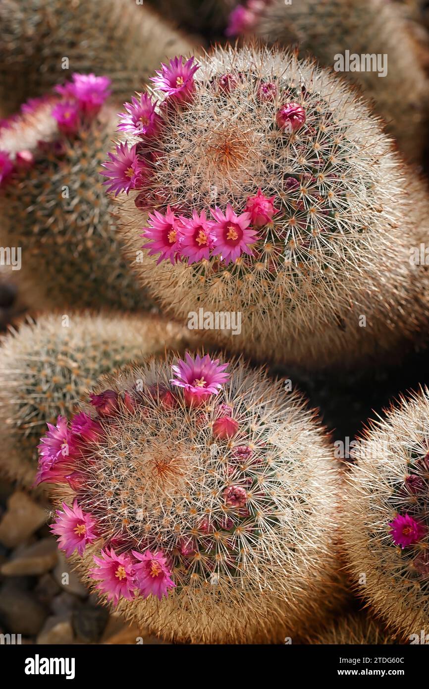 Mammillaria spinosissima, cactaceae. Ornamental succulent plant. rare cactus. Stock Photo