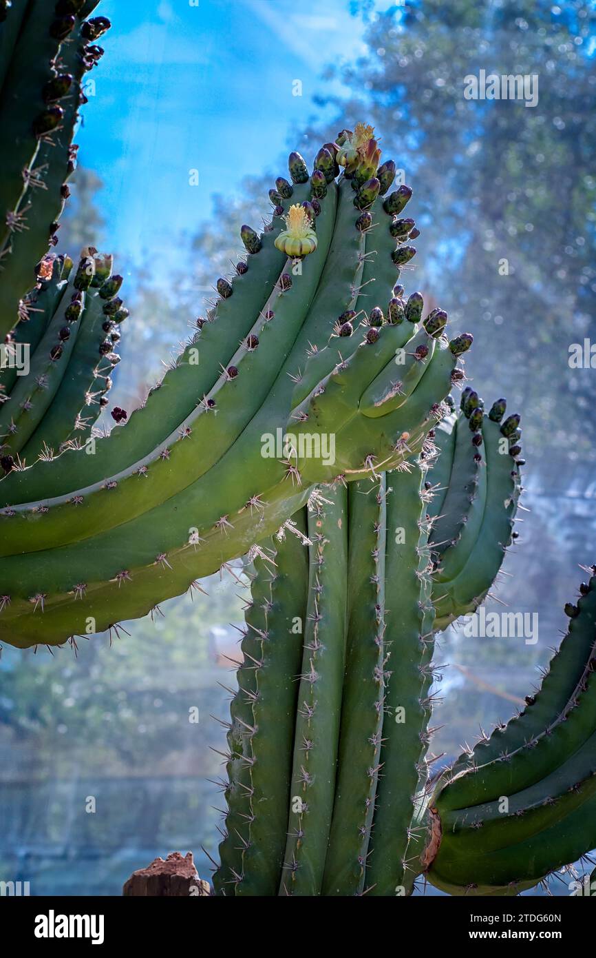 Polaskia chichipe, Cactaceae. Ornamental succulent plant. rare cactus. columnar shape, yellow flower. Stock Photo
