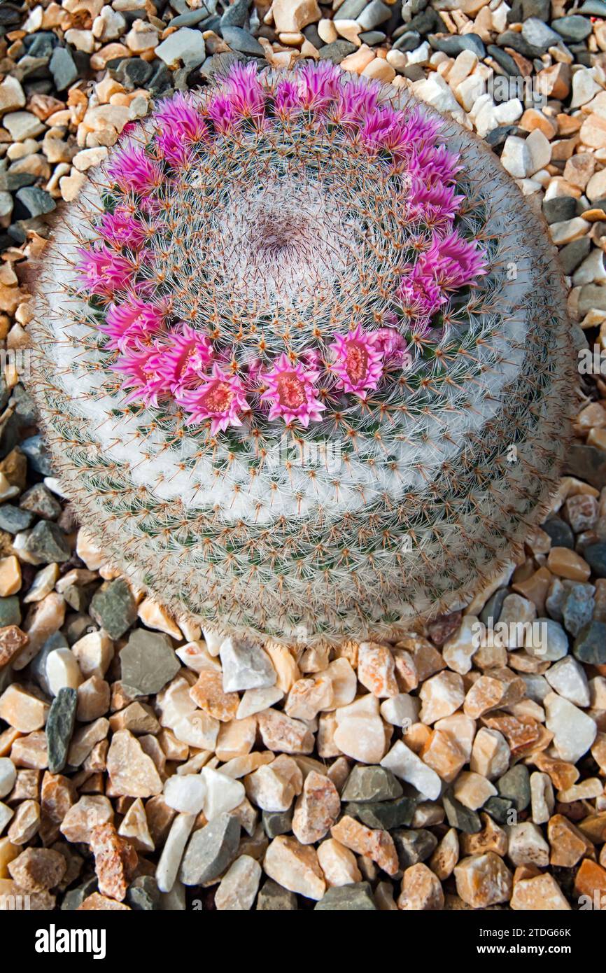 Piante Grasse Vere Semi Di Cactus Rari Misti - 100 Semi Di Piante Globulari Succulente, Perfetti Per Giardinaggio E Collezione Astrophytum Ornatum - Foto 7
