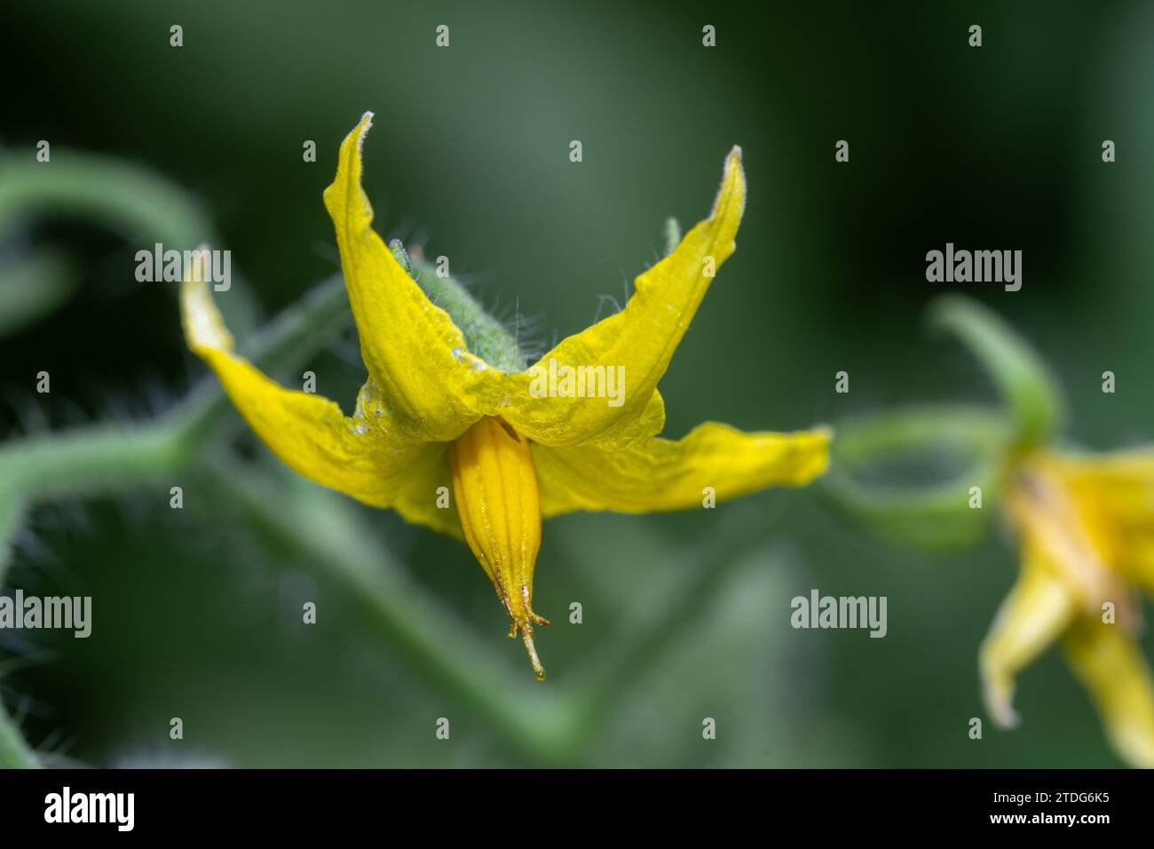 Flower of a Tomato Plant (Solanum esculentum) Stock Photo