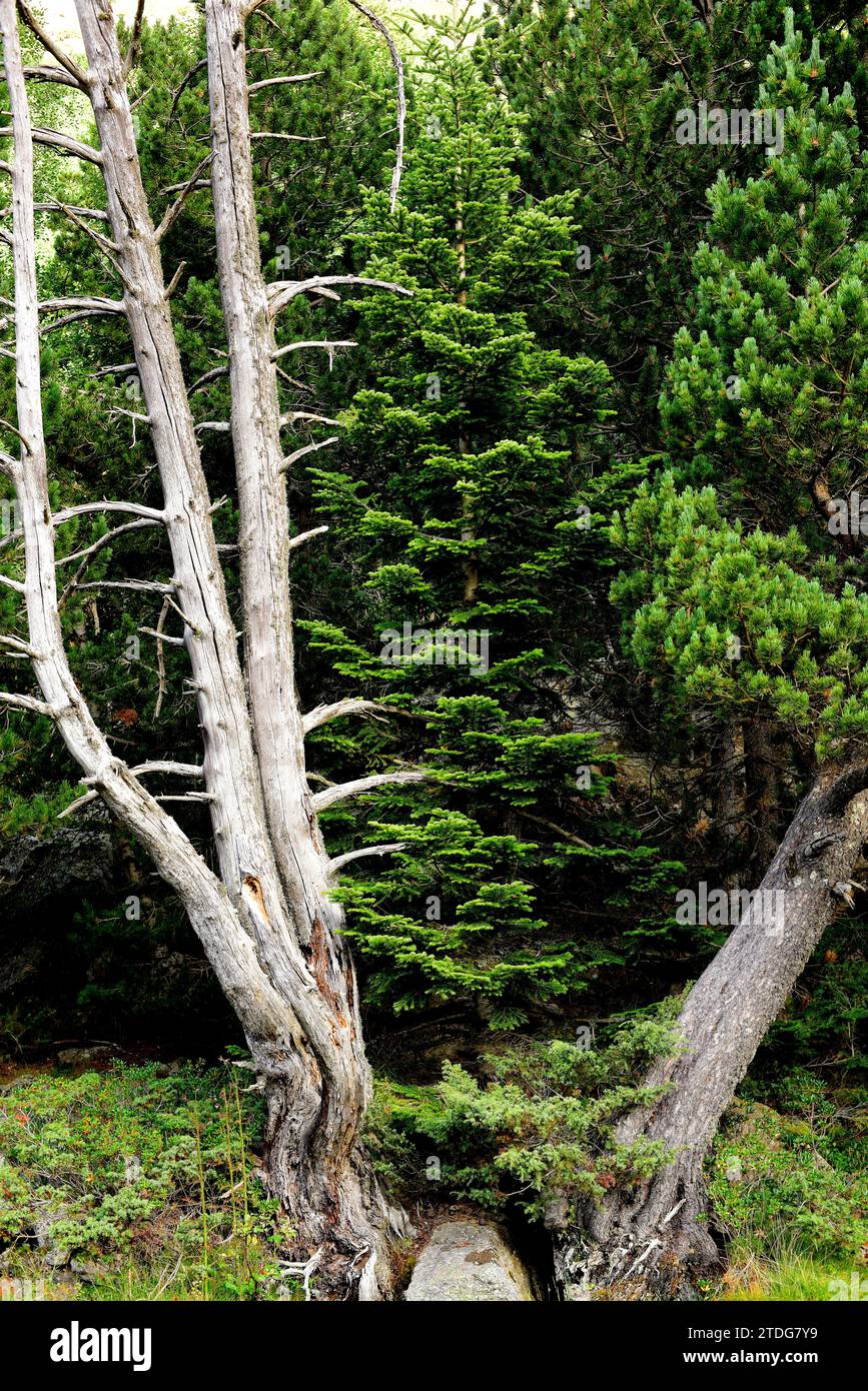 European silver fir (Abies alba) and mountain pine (Pinus uncinata) in Aiguestortes National Park, Lleida province, Catalonia, Spain. Stock Photo
