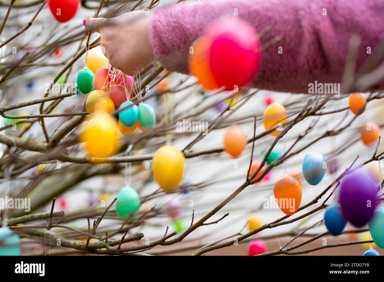 Ostereier an Busch im Garten aufhängen Stock Photo Alamy