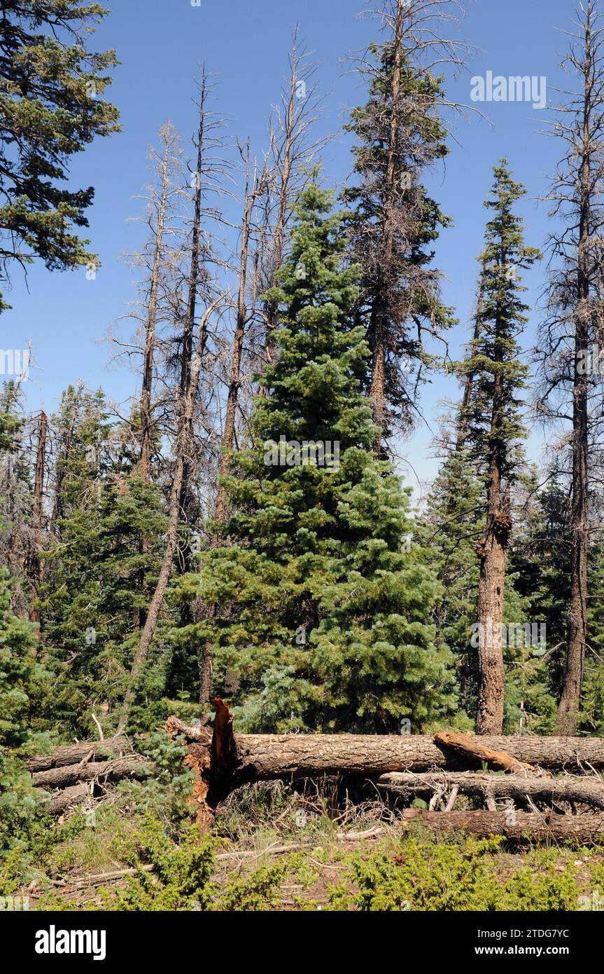 White fir (Abies concolor) is a coniferous tree native to western USA and north west Mexico. This photo was taken in Bryce Canyon National Park, Utah, Stock Photo