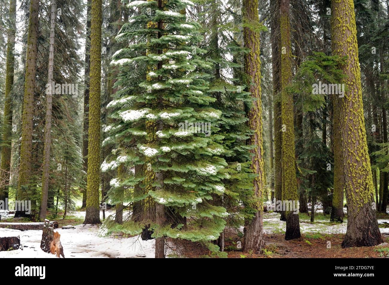 White fir (Abies concolor) is a coniferous tree native to western USA and north west Mexico. This photo was taken in Sequoia National Park, California Stock Photo