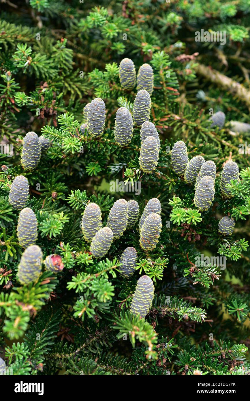 Korean fir (Abies koreana) is a coniferous tree native to South Korean mountains. Cones and leaves detail. Stock Photo