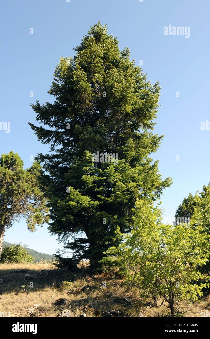 Caucasian fir (Abies nordmanniana) is a coniferous tree native to Caucasus and Turkey mountains. This photo was taken in Turkey. Stock Photo