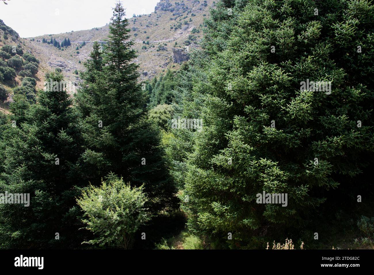Spanish fir (Abies pinsapo) is a coniferous tree endemic to Cadiz and Malaga provinces. This photo was taken in Puerto de las Palomas, Cadiz province, Stock Photo