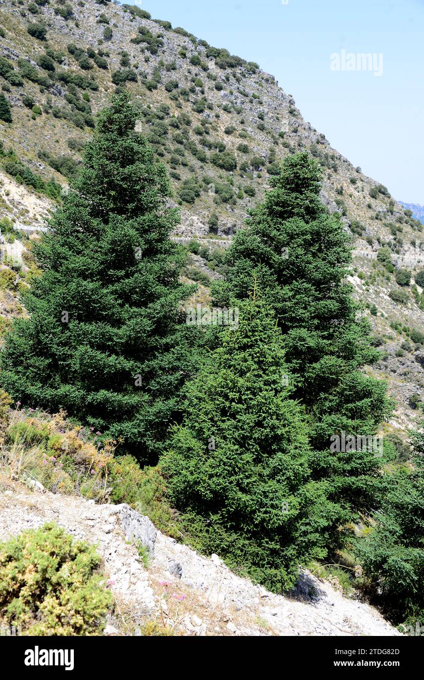 Spanish fir (Abies pinsapo) is a coniferous tree endemic to Cadiz and Malaga provinces. This photo was taken in Puerto de las Palomas, Cadiz province, Stock Photo