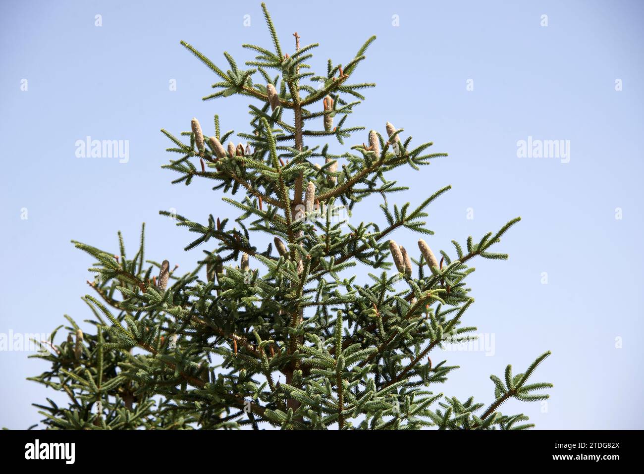 Spanish fir (Abies pinsapo) is a coniferous tree endemic to Cadiz and Malaga provinces. Cones detail. This photo was taken in Puerto de las Palomas, C Stock Photo