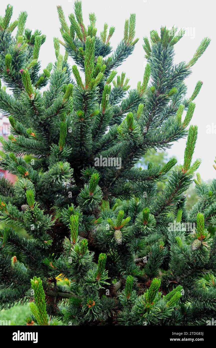 Rocky Mountains bristlecone pine (Pinus aristata)  is a coniferous tree native to western USA. Stock Photo