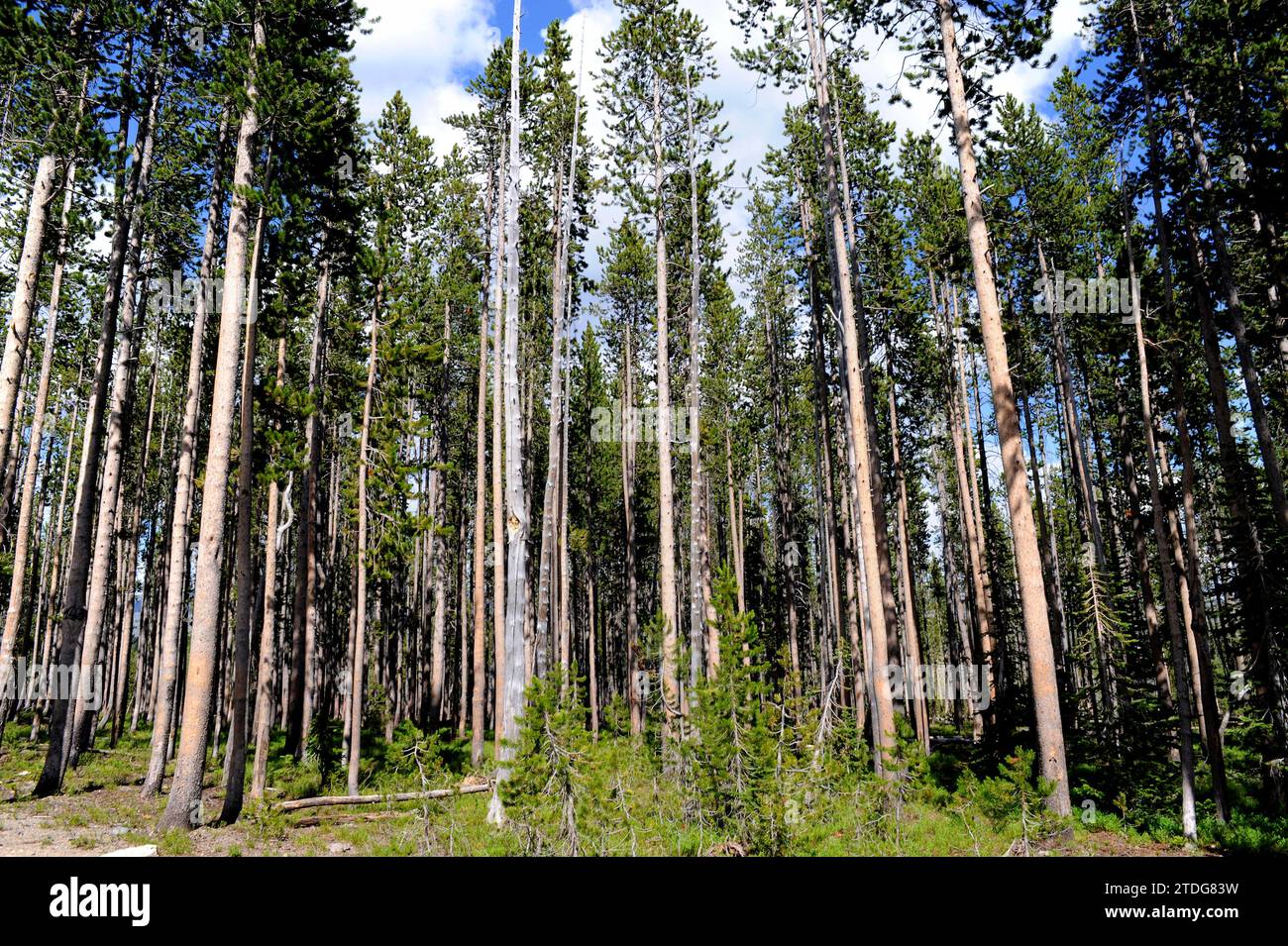 Lodgepole pine (Pinus contorta) is a coniferous tree native to western USA. This photo was taken in Yellowstone National Park, Wyoming, USA. Stock Photo