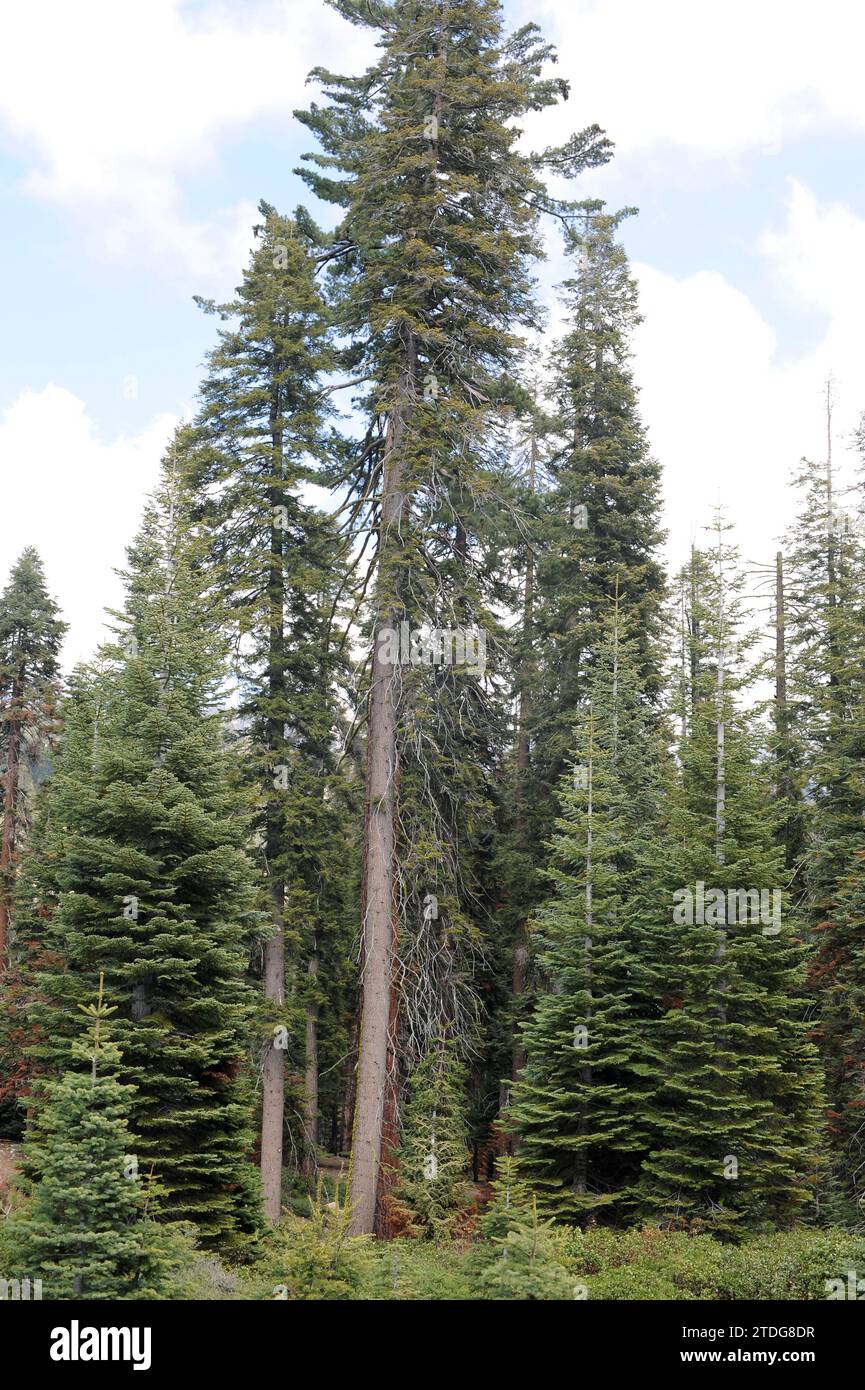 Sugar pine (Pinus lambertiana) and white fir (Abies concolor) are a coniferous trees native to western North America from Oregon to Baja California. T Stock Photo