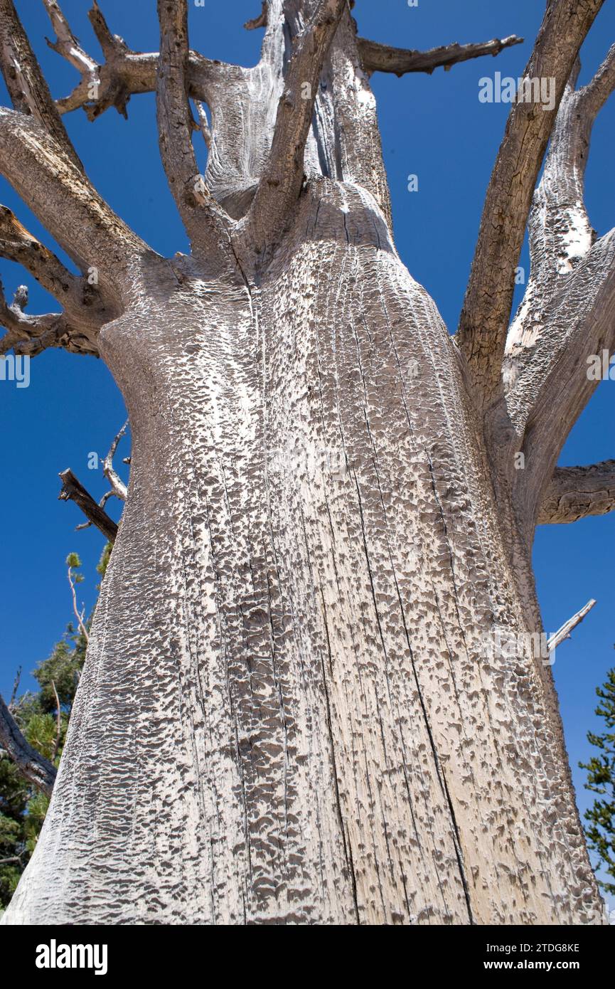 Great Basin bristlecone pine (Pinus longaeva) is a coniferous tree very long-lived (more than 5,000 years). Dead specimen. Is native to California, Ne Stock Photo