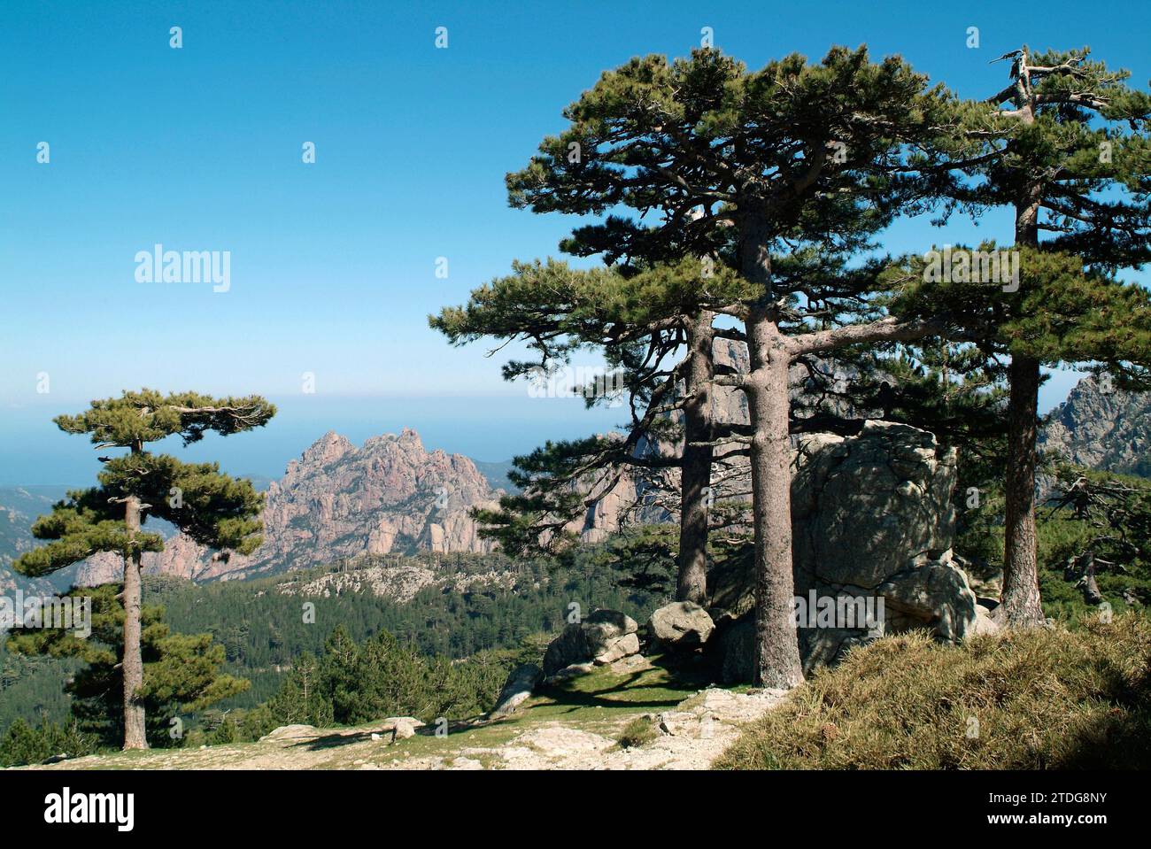 Corsican pine (Pinus nigra corsicana or Pinus nigra laricio) is a coniferous tree native to Corsica. This photo was taken in Aiguilles de Bavella, Cor Stock Photo
