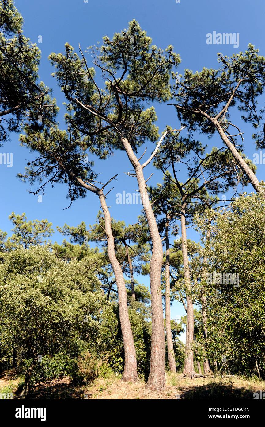 Pinus pinaster atlantica hi-res stock photography and images - Alamy