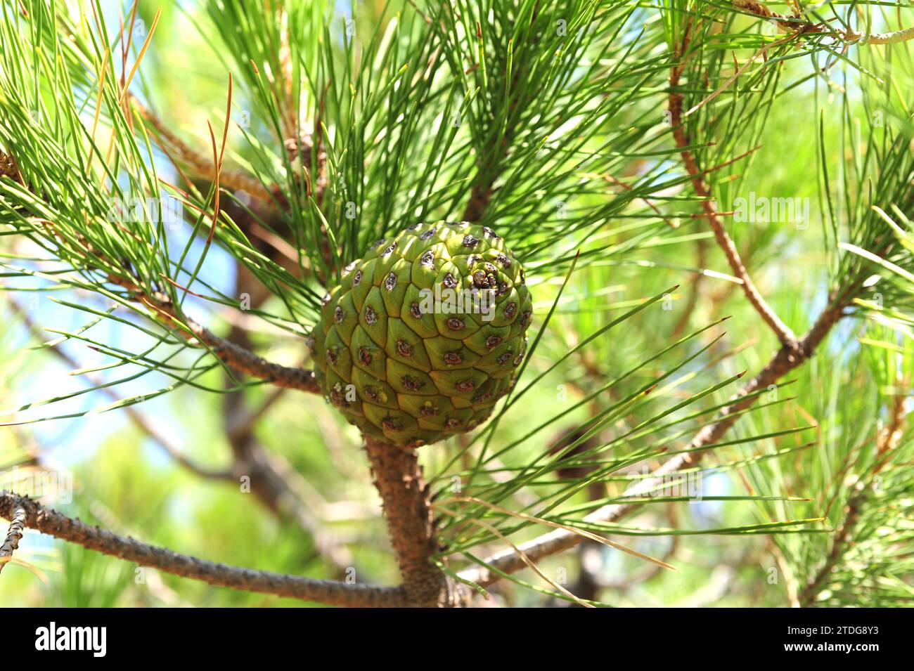 Stone pine (Pinus pinea) is a coniferous tree native to Southern Europe