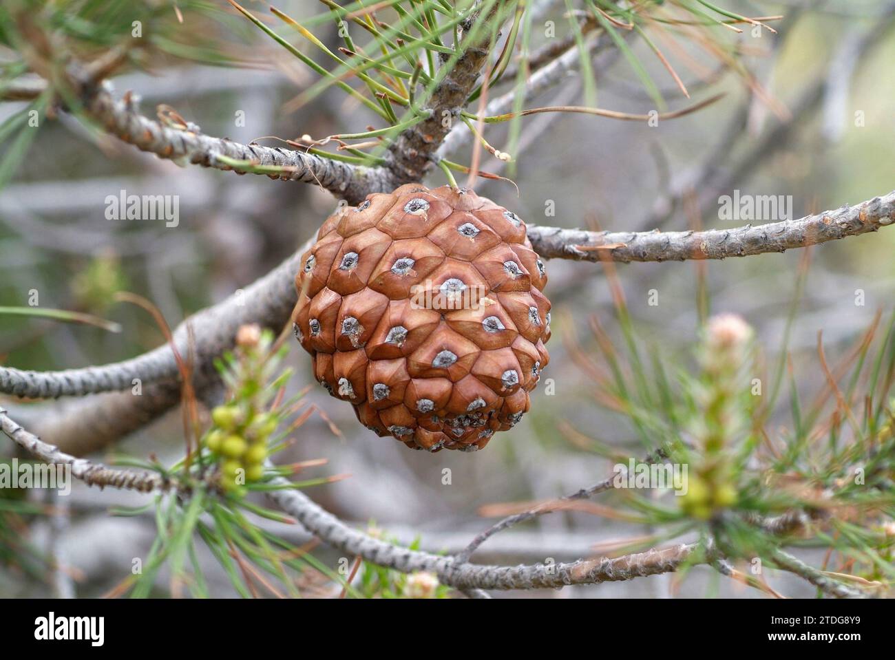 Stone pine (Pinus pinea) is a coniferous tree native to Southern Europe
