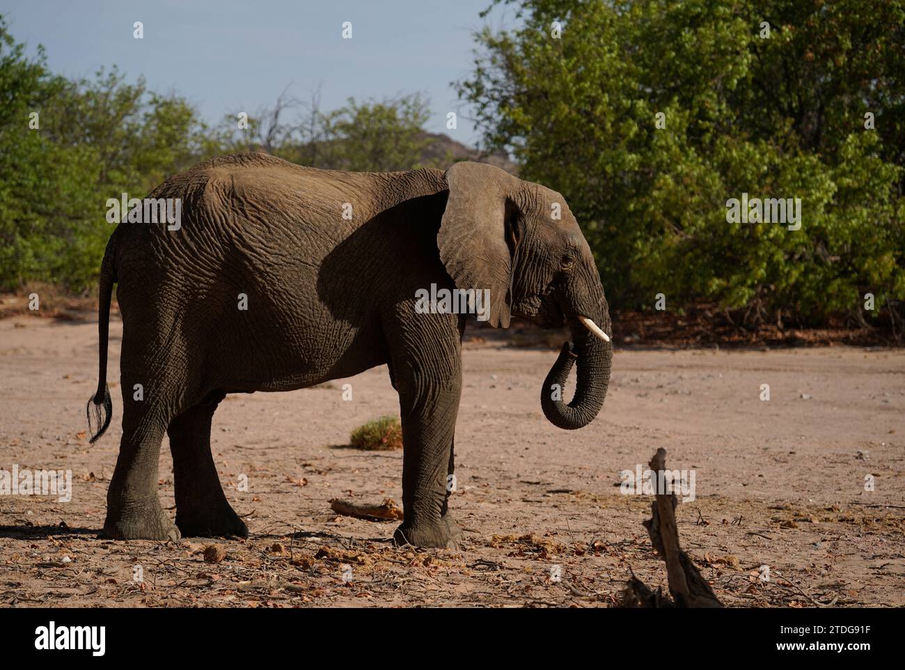Profile portrait of desert elephant in Damaraland, Namibia Stock Photo