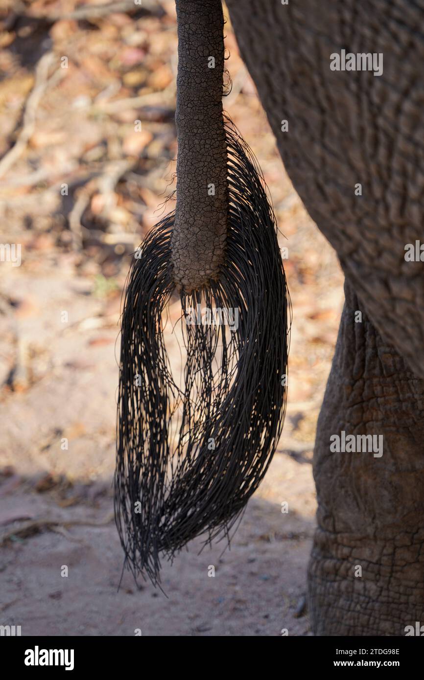 Close up of a tail of an elephant, Damaraland , Namibia Stock Photo