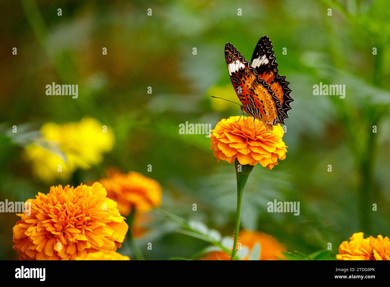 butterfly on flower in the jungle of Cuc Phuong Stock Photo
